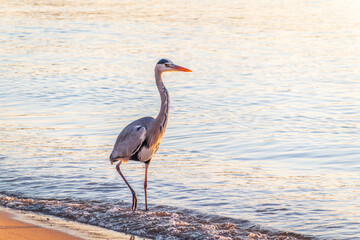 A heron hunting in the sea. Grey heron on the hunt