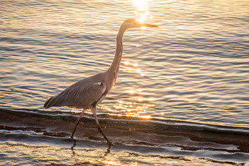 A heron hunting in the sea. Grey heron on the hunt