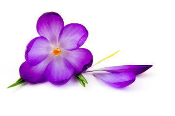 Fototapeta na wymiar crocus flowers - one of spring flowers