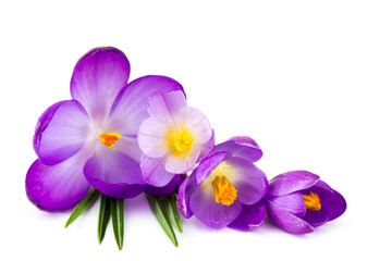 crocus flowers -  one of spring flowers