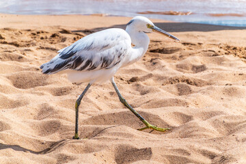 White Western Reef Heron (Egretta gularis) at Sharm el-Sheikh beach, Sinai, Egypt