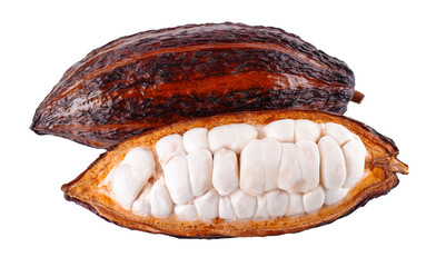Fresh cacao fruits isolated on white background. Dark red cocoa pods. Clipping path.