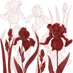 Hand drawn png illustration of a red flower of iris. Elegant iris plant twig