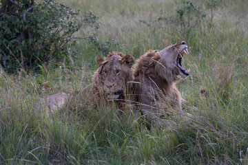 Male lions in the Masai Mara savannah