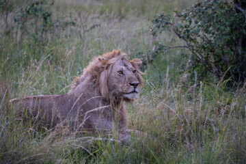 Male lions in the Masai Mara savannah