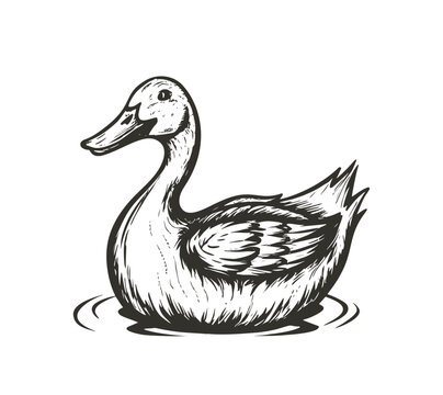 Duck swimming sketch hand drawn Farming hunting Vector illustration
