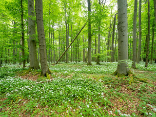 Natural Green Forest of Beech Trees in Spring, Wild Garlic in Bloom, Hainich National Park, Germany - 745775795