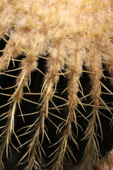 close up of a cactus