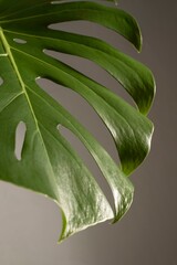 minimal background tropical plant composition