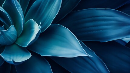 Agave attenuata leaf, cactus plant, soft details texture. Lush succulent leaves details. Dark tropical foliage. Blue toned nature background. exuberant and refined. luxuriant. organic. delicate, bold