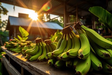 Organic green bananas ripening naturally in sunlight - fresh and healthy fruit concept - obrazy, fototapety, plakaty
