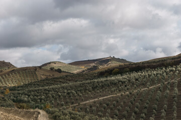 Fototapeta premium Rustic countryside of Andalucia formed by olive trees and vineyards on the slopes of the mountains, Setenil de las Bodegas, Andalucia, Spain