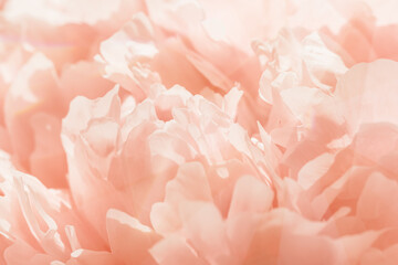 Peach color flower peony petals, close up macro nature background. Beautiful Holiday bloom backdrop. Cream pink flowers top view, floral desktop wallpaper, soft focus, pastel colored still life