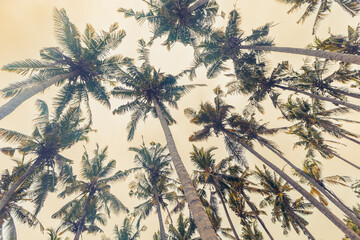 Palm trees view from below under clear sunset sky, travel mood aesthetic nature background, Coconut tree silhouette at tropical coast with warm Vintage Tones, summer calm scenery, wide angle