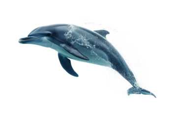 dolphin in superhero gear, leaping out of the imaginary ocean to save the day.