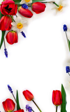 Red flowers tulips, narcissuses and blue flowers muscari on a white white background with space for text. Top view, flat lay