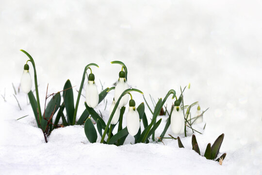 Spring white first snowdrops ( Galanthus nivalis ) in snow in the forest with space for text