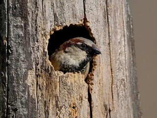 Male House Sparrow peeking out of tree nest