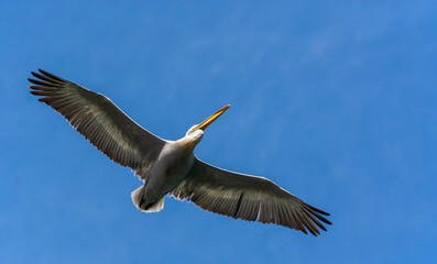 pelican in flight
