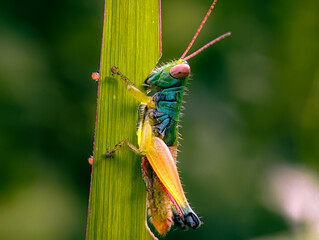 Grasshoppers are a group of insects belonging to the suborder Caelifera. A grasshopper is sitting...