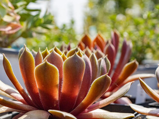 succulent in a garden