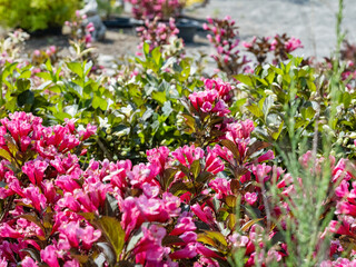 Obraz premium pink flowers in the garden