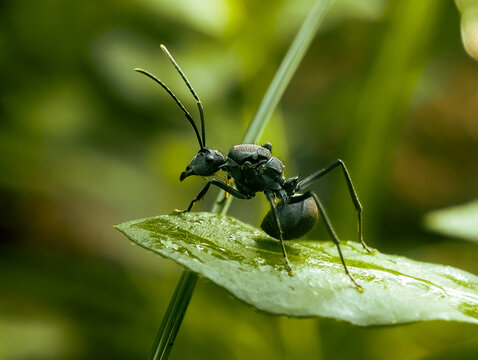 Polyrhachis is a genus of formicine ants found in the Old World with over 600 species.