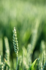 Ukrainian field. Macro close up of fresh young ears of young green wheat in spring summer field. Free space for text. Agriculture scene background. - 745788133