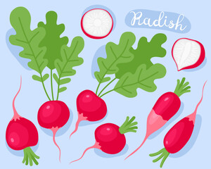 Radish. Pink radish with green leaves. Fresh vegetable. Ingredient for cooking. 