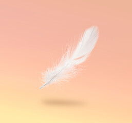 Fluffy bird feather falling on color background