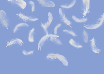 Fluffy bird feathers falling on violet background