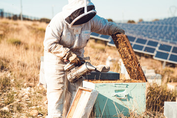 Femme apicultrice en train de ramasser le miel de ses abeilles et de s'occuper de ses ruches, au...