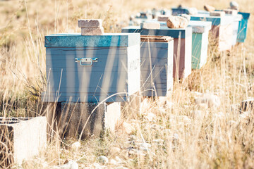 Femme apicultrice en train de ramasser le miel de ses abeilles et de s'occuper de ses ruches, au...