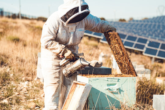 Femme apicultrice en train de ramasser le miel de ses abeilles et de s'occuper de ses ruches, au milieu des champs de fleurs