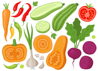 Various fresh vegetables and plants. Zucchini, pumpkins, garlic, chilli pepper, tomato, beet. Garden. Harvest. Vegetables, half and slices, summer illustration.