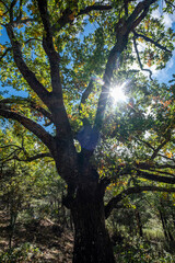 Naklejka premium Las Guensas centennial oak, Sierra Norte de Guadalajara Natural Park, Cantalojas, Guadalajara, Spain