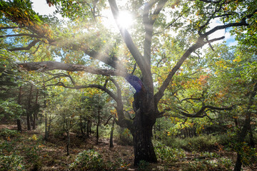 Las Guensas centennial oak, Sierra Norte de Guadalajara Natural Park, Cantalojas, Guadalajara, Spain