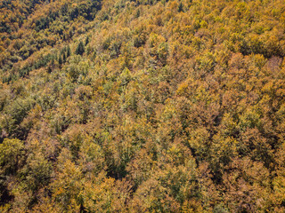 beech of Tejera Negra, Sierra Norte de Guadalajara Natural Park, Cantalojas, Guadalajara, Spain