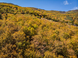 beech of Tejera Negra, Sierra Norte de Guadalajara Natural Park, Cantalojas, Guadalajara, Spain