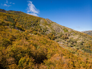 beech of Tejera Negra, Sierra Norte de Guadalajara Natural Park, Cantalojas, Guadalajara, Spain