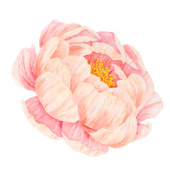 Peach peony watercolor hand drawn painting. Realistic flower clipart, floral arrangement. Chinese national symbol illustration. Perfect for card design, wedding invitation, prints, textile, packing