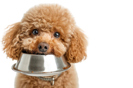 Toy Poodle holds an empty bowl and it in its mouth. Isolated on transparent background.