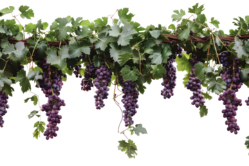 Grape with leaves isolated on transparent background.