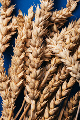 close-up of ripe wheat stalks detailed texture and natural beauty of grains against deep blue backdrop, harvest season.