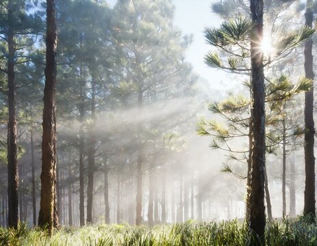 Imagine a misty morning in a pine forest. The air is cool, and dew clings to pine needles.