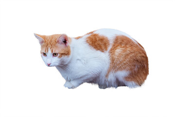 Beautiful cat isolated on transparent background