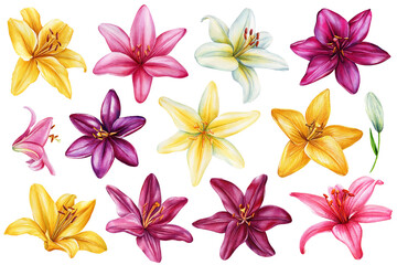 Set Lilies, Summer multi-colored flowers isolated on white background. Watercolor hand drawing Botanical painting flora