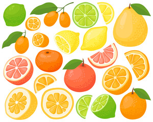 Various citrus fruits on a white background. 
Grapefruit, pomelo, kumquat, orange, tangerine, lime, lemon. Fruits and slices, summer illustration. Juicy fruits, half and slices. 