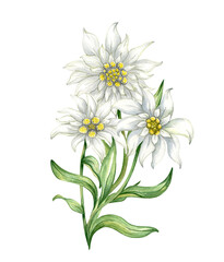 Fototapeta na wymiar Edelweiss flower Leontopodium alpinum, Watercolor hand drawn alpine flower illustration. isolated 
