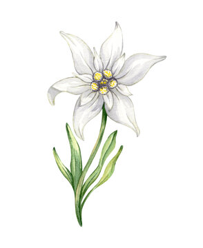 Edelweiss flower Leontopodium alpinum, Watercolor hand drawn alpine flower illustration. isolated 